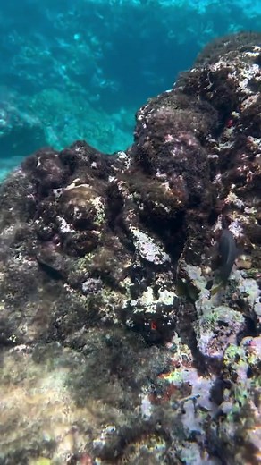 13K views · 274 reactions | Seeking the perfect #snorkel day? Our rich marine biodiversity, stunning coral reefs, and warm waters make for an incredible day of exploring the sea.  @mynicevoyage (IG) #TravelSaintLucia #LetHerInspireYou #SaintLucia #Caribbean #Travel | Travel Saint Lucia | Facebook