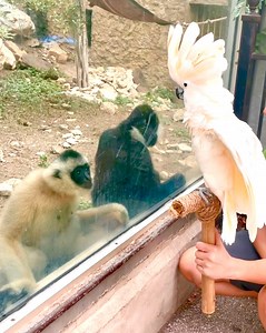 Throwback to the gibbon crew meeting a new feathery friend! 🥰🥰🥰 | San Antonio Zoo