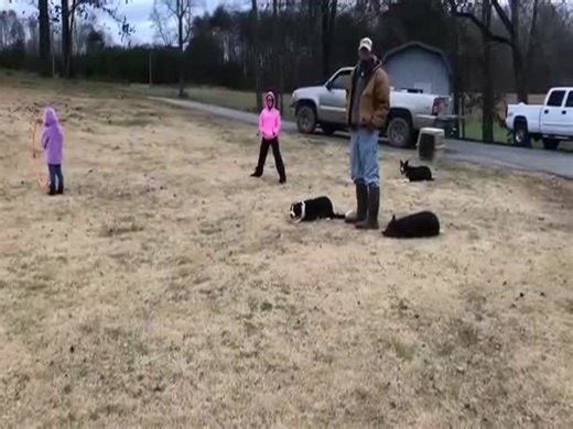 Perfect Obstacle Course Completion By A Pack Of Ducks!  (VIDEO)