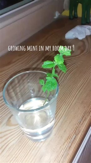 ☆RaspberryCat☆ na TikTok