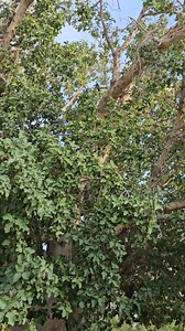 88 reactions · 116 comments | Zacchaeus sycamore tree is the tree in Jericho, Palestine, where Zacchaeus climbed to see Jesus because he was too short.. @highlight #everyoneシ゚ #followers | Ghin Taguiling | Facebook