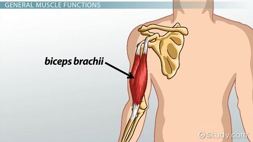 Biceps Brachii Muscle | Anatomy, Function & Location