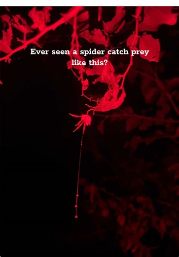 Discovering the Rare Bolas Spider's Lasso Technique