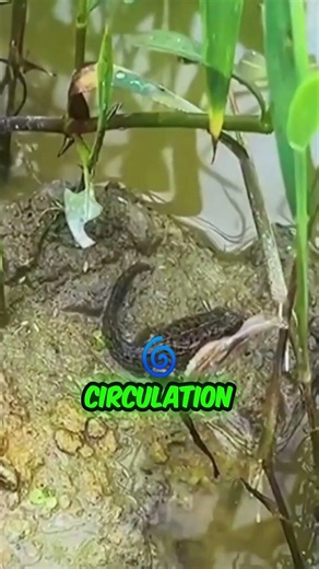 Creating a Natural Paradise for Growing Frogs🐸#farming