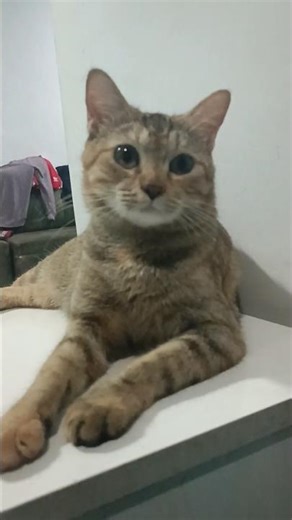 किरणांच बांधूनी चाळ#marathisong#marathi#shorts#utube