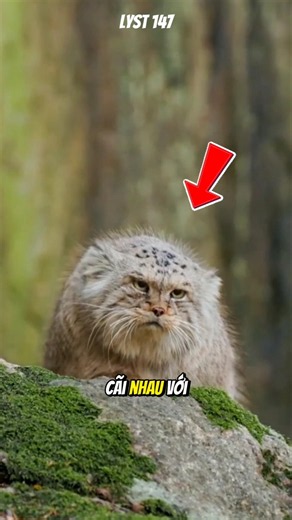 Pallas's Cat, the grumpiest-looking cat breed in the world #animals