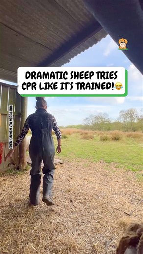 Wait, sheep can learn tricks?? 😳 | Fluffy Animals