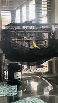 New Bird, Open Cage Found