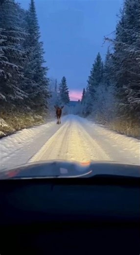 Moose vs Truck — Driver’s Quick Thinking Saves the Day! 🚗❄️