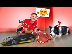 COMO CANSAR SEU CACHORRO SEM GASTAR ENERGIA – O MUNDO DE SIMBA #25