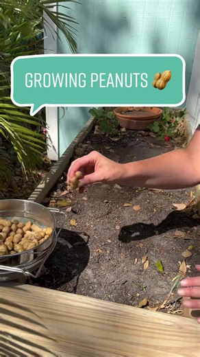 Growing Peanuts: A Beginner's Guide to Planting High-Protein Peanuts