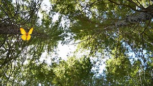 EMDR: Calm Your Nervous System Naturally With Bilateral Stimulation