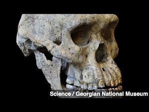Skull Fossil May Simplify Story of Human Evolution