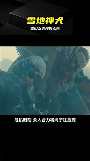 靈犬雪莉雪山救人，這狗眼神太堅定了！ #灵犬雪莉，影视解说，感动瞬间，狗狗，雪山