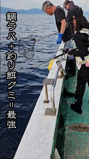 鯛ラバに『釣り餌グミ』を付けたら最強説！まさかの大物真鯛が入れ食い！？#shorts #タイラバ #釣り餌グミ #真鯛釣り #船釣り #釣り検証 #大物ヒット #最強仕掛け #フィッシング