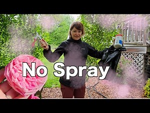 How I Keep My No-Spray Rose Garden Pest-Free with One Simple Trick