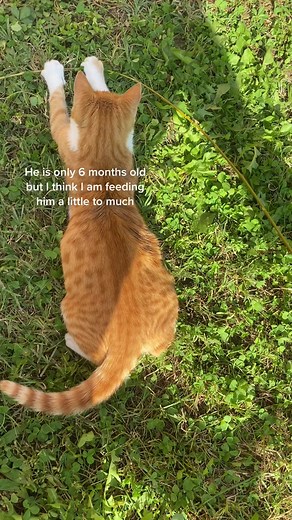 Helping a Skinny Kitten Gain Weight