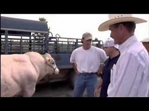 Belgian Blue Bull- Bigger Stronger Faster Movie