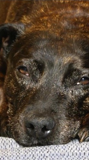 21K views · 178 reactions | When Grief Breaks a Dog’s Heart  #dogsbehavingverybadly #dogtrainingtips #doglovers | Dogs Behaving Very Badly | Facebook