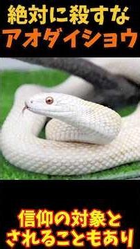 [Yukkuri Commentary] The Japanese Rat Snake: Guardian Deity of Your Home