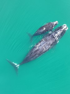 Saving The North Atlantic Right Whale | Conservation Efforts | Georgia Conservancy