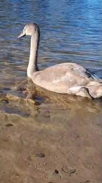 Cygnet