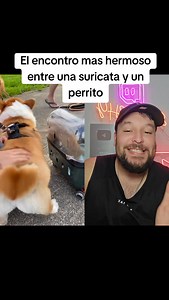Suricata acariciando a un perrito 🥰 | El RICHY
