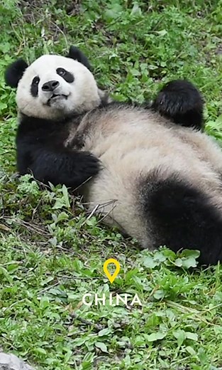 Panda Bear Hug | Heartwarming Moment on Earth Day