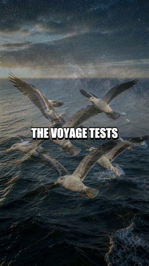 Night Wings The Hidden Migration of an Albatross Chick