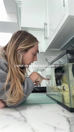 What’s the world record for oldest goldfish #goldfish | Goldfish