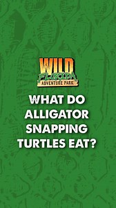 2.4K views · 20 reactions | When it comes to bite force, the snapping turtle doesn’t play around.  Think of it as nature’s hydraulic press — crushing anything in its path. Let us know in the comments what other treat Bowser should try next!  | Wild Florida | Facebook