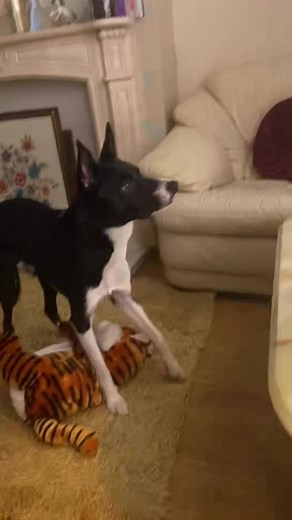 Barney is not afraid of the bad Tiger and shows him his | Stephen Kelleher