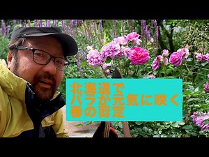 北海道でバラが元気に咲く、春のバラの剪定