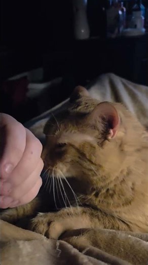 the cuddlebug kitty #cat #cutecat #adorable #pets #petlover #cats #pet