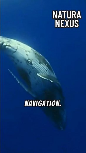 From Land to Sea: The Incredible Evolution of Whales