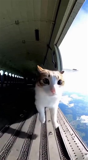Adventurous Cat Takes to the Skies
