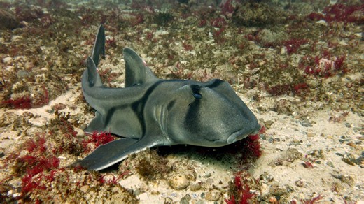 "Människor påverkas redan nu"","totalSecondsDuration":78,"aspectRatio":"16x9