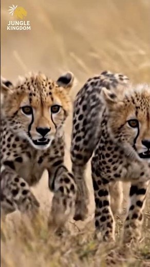 Baby cheetahs practice their run 🐆 #wildlife #nature #cats