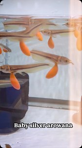 37 reactions | The silver arowana is a stunning freshwater fish known...