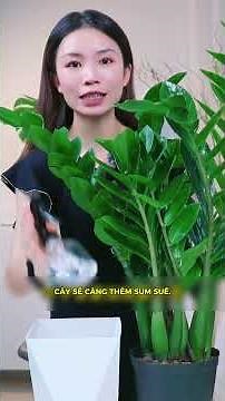 Bí quyết chăm cây Kim Tiền cực nhàn, lá xanh mướt, rước tài lộc!
