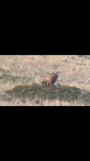 I have a lot of juniper bushes tore up around the ranch! #mtbrokenarrow #bigbulls #archeryseason #gettingclose #buglingbulls #montanahunting #fall2025 | Montana's Broken Arrow Outfitting
