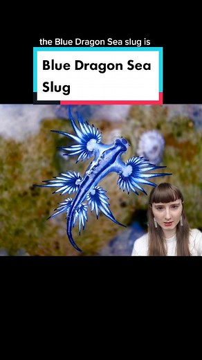 Exploring the Fascinating Blue Dragon Sea Slug