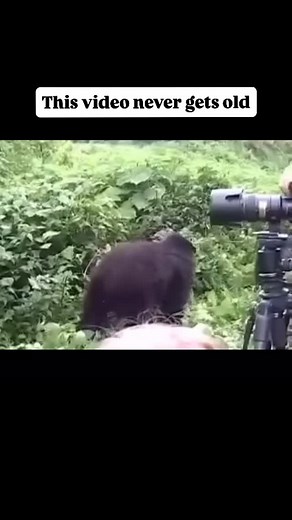 33K views · 220 reactions | Gorilla trekking money helps keep...