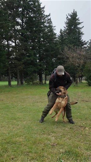 perfect training. #malinois #chien #dogcoach #dogtraining