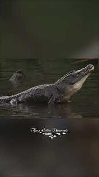 Alligator bellowing calls in Florida