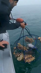 10K views · 4.1K reactions | First hoop net pull of the season for ChrisPfish! Check out ChrisPfish on YouTube for the full video : @chrispfish2 #ambush #hoopnet #crab #norcal #dungeness #crabseason #promar #chrispfish | Promar & Ahi USA | Facebook