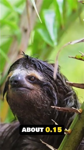 The Slowest Land Mammal In The World Is...