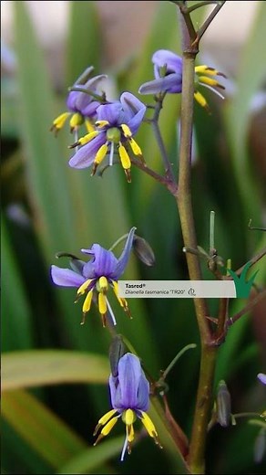 Urban Ecology: Dianella