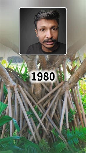 The Walking Palm Mystery Finally Explained #science #nature #mystery