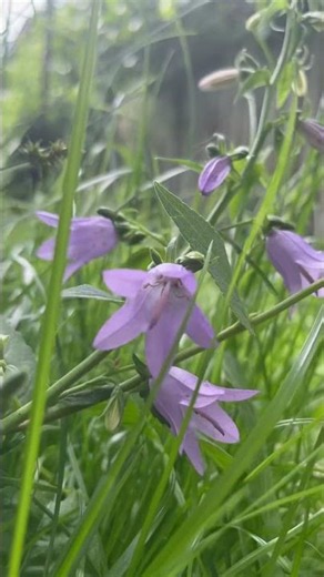 Beautiful Wild Bellflower in Bloom 🌸🌿